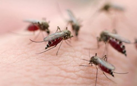 Biện pháp phòng bệnh chủ yếu và hiệu quả là diệt muỗi, diệt bọ gậy và phòng muỗi đốt.
